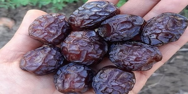 تصویر 3 از قیمت خرید خرما خاصویی آجیلی با فروش عمده
